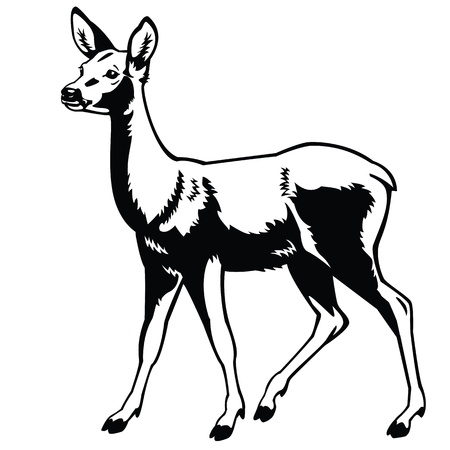 standing roe deer ,black and white image,side view vector picture isolated on white background,full length,monochrome single forest animalのイラスト素材