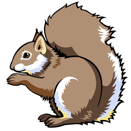 sitting squirrel,sciurus vulgaris,side view vector picture isolated on white background,single forest animalのイラスト素材