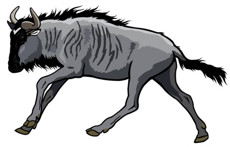 blue wildebeest,connochaetes taurinus,wild animal of africa,side view picture isolated on white backgroundのイラスト素材