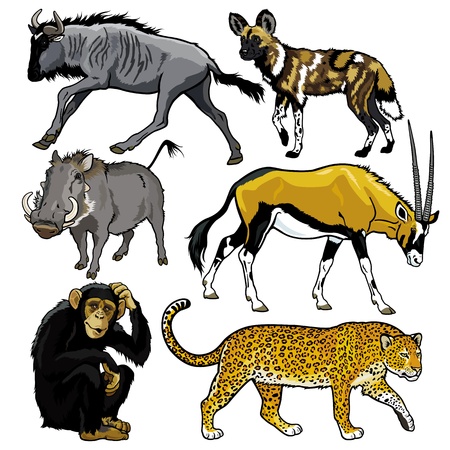 set with wild animals of africa,pictures isolated on white backgoundのイラスト素材