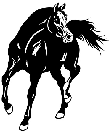 arabian horse,black white illustrationのイラスト素材