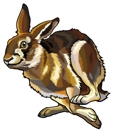 running hare,lepus europaeus,illustration isolated on white backgroundのイラスト素材