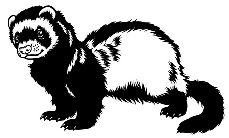 ferret,black and white side view pictureのイラスト素材