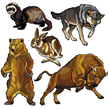 set with wild animals,beasts of europe forest,pictures isolated on white backgroundのイラスト素材