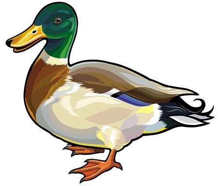 mallard wild duck male,side view picture isolated on white backgroundのイラスト素材