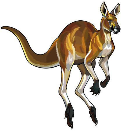 red kangaroo i motion isolated on white backgroundのイラスト素材