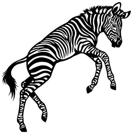zebra baby isolated black and white illustrationのイラスト素材