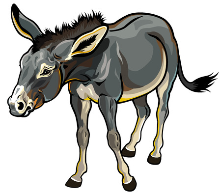 donkey isolated on white backgroundのイラスト素材