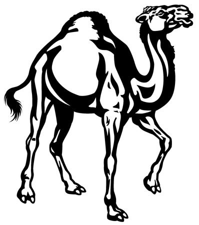 camel black and white isolated illustrationのイラスト素材