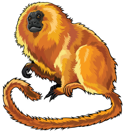 golden lion tamarin isolated on white background のイラスト素材
