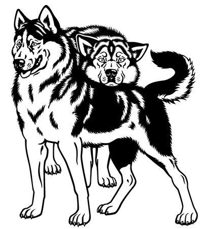 siberian husky sled dogs black and white illustrationのイラスト素材