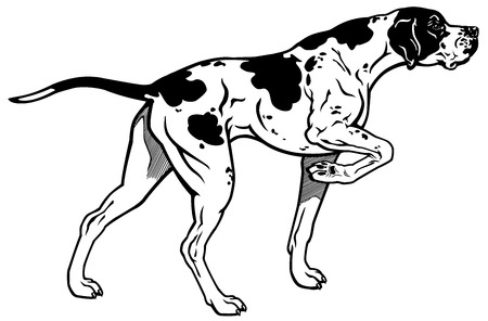english pointer hunting dog, side view, black and white illustrationのイラスト素材