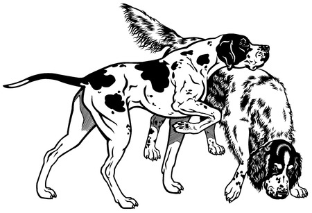 english pointer and setter gun dog breeds, black and white illustration のイラスト素材