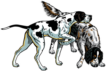 english pointer and setter gun dog breeds, illustration isolated on white background のイラスト素材