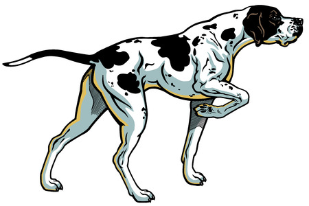 english pointer gun dog breed, side view, illustration isolated on white backgroundのイラスト素材