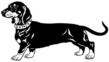 Dog Smooth Haired Dachshund Breed Side View Black And White