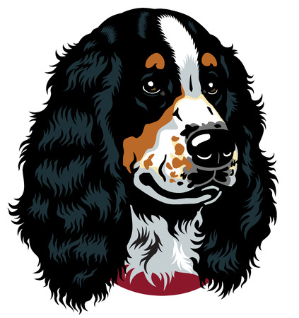 dog head, english cocker spaniel breed, image isolated on white background のイラスト素材