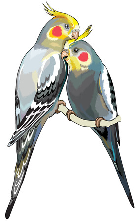 pair of cockatiel parakeets , image isolated on white background のイラスト素材