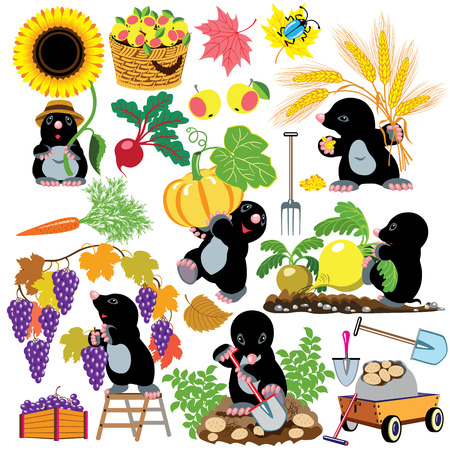 set with mole working in the garden, autumnal season harvest,cartoon pictures for little kids のイラスト素材