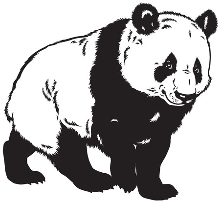 giant panda bear, black and white imageのイラスト素材