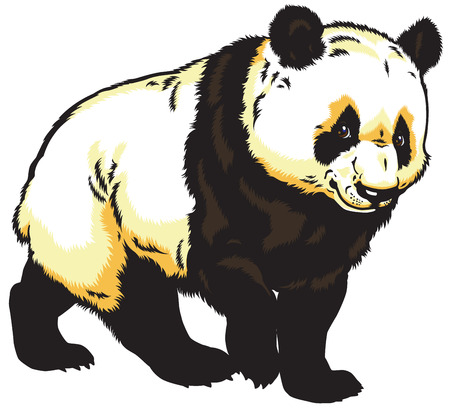 giant panda bear  isolated on white backgroundのイラスト素材