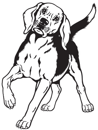 beagle hunting hound dog, front view, black and white imageのイラスト素材