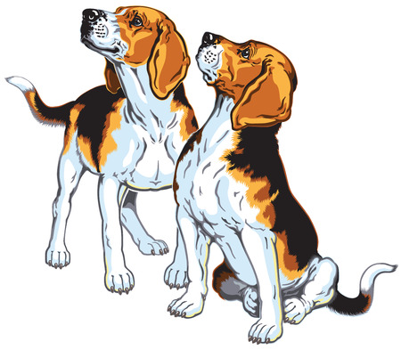 two beagle hounds, hunting dogs breed, picture isolated on white backgroundのイラスト素材