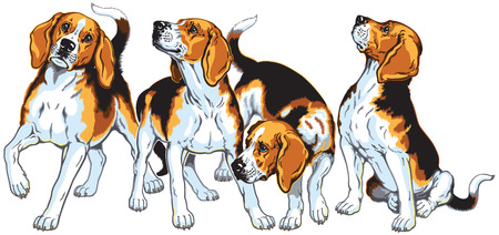four beagle hounds isolated on whiteのイラスト素材