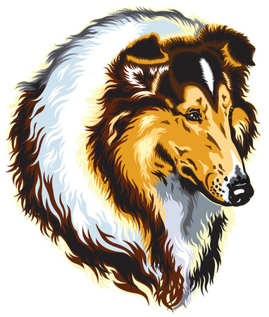 rough or long-haired collie dog head, image isolated on whiteのイラスト素材