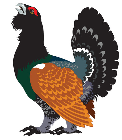 wood grouse,heather cock or capercaillie wildfowl isolated on whiteのイラスト素材