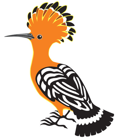 eurasian hoopoe or common hoopoe isolated on whiteのイラスト素材