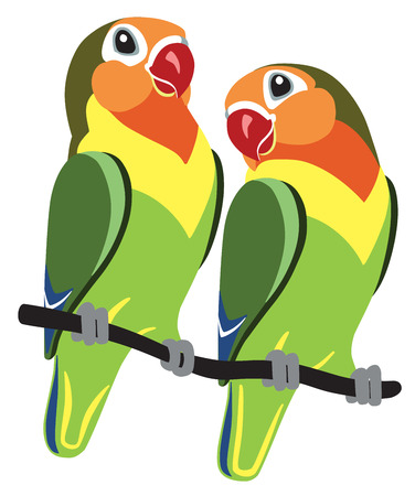 Pair of cartoon parrots Fischer lovebirds Agapornis isolated on whiteのイラスト素材