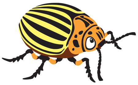 cartoon colorado potato beetle isolated vector illustrationのイラスト素材