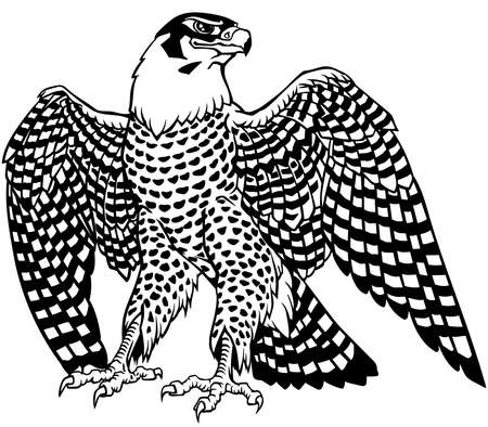 Falcon a hunter with opened its wings. Bird of prey. Falconry.のイラスト素材