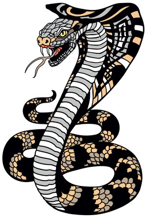 Cobra poisonous snake in a defensive position. Attacking posture.のイラスト素材