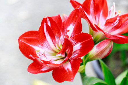Red amaryllis flower. Hippeastrum hortorum. Amaryllis are known as belladonna lily Jersey lilyの写真素材