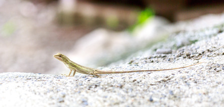 garden fence lizard oriental garden lizard close upsの写真素材