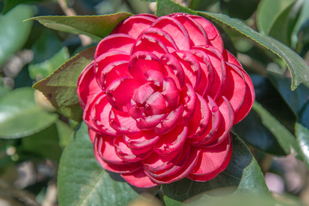 Japonica Camellia flower. Middle Georgiaの写真素材