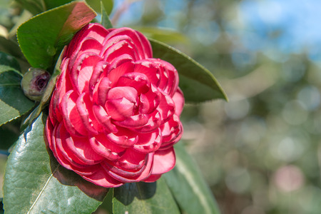 Japonica Camellia flower. Middle Georgiaの写真素材