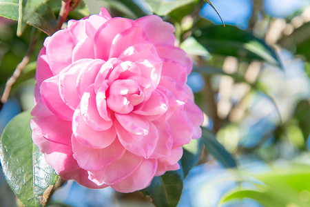 betty lewis red camellia in gardenの写真素材