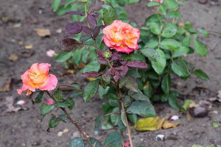 Close up of beautiful peach roseの写真素材
