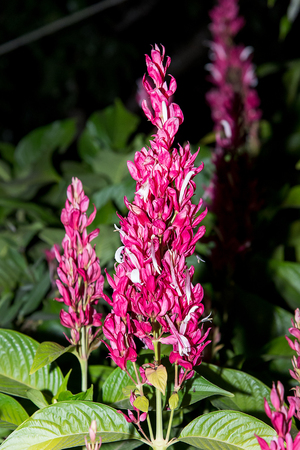 Brazilian Red CloakMegaskepasma erythrochlamys Lindauの写真素材