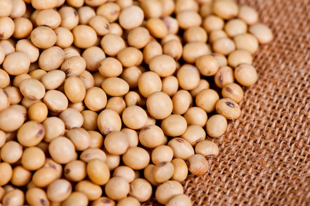 SOY BEANの写真素材