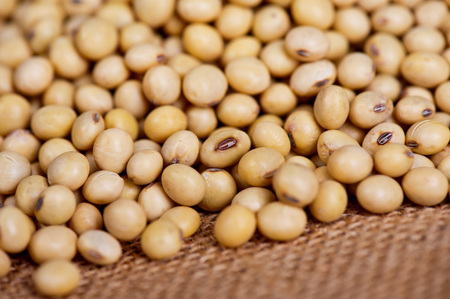 SOY BEANの写真素材