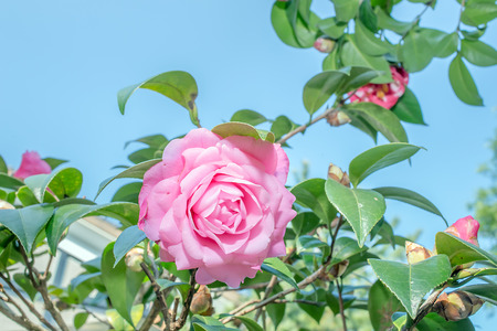 Flower of a camelliaCamellia japonica Lの写真素材