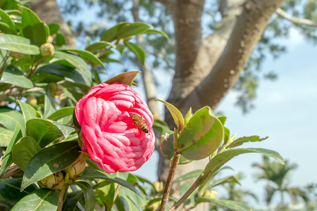 Camellia 'Sun Song' with beeの写真素材