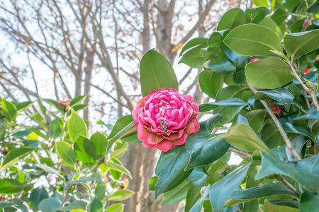 pink camellia with bees Camellia japonica Lの写真素材