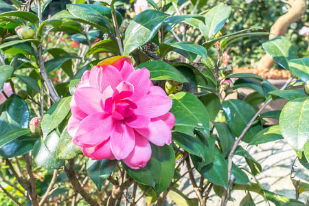 Camellia cvの写真素材