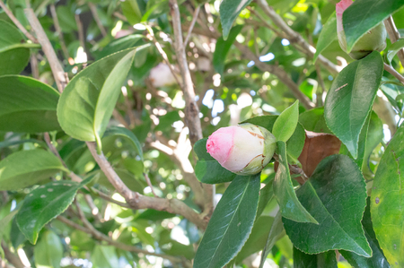 Camellia japonica 'Mary Fischer' budの写真素材
