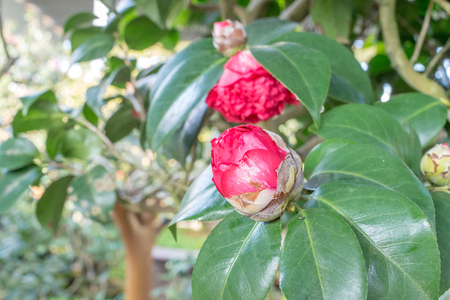 Camellia Bobby Fainの写真素材